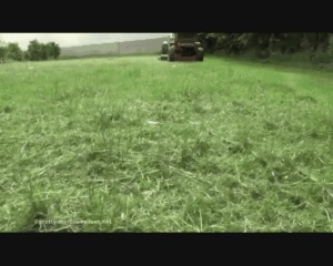 Cut The Lawn 5